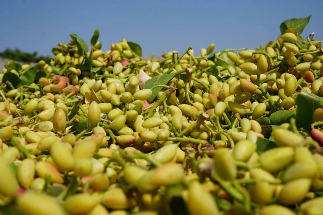 O kentten yeşil altın fışkırıyor: Bu yıl hasat bol! Fiyatına rağmen kapış kapış satılıyor 3